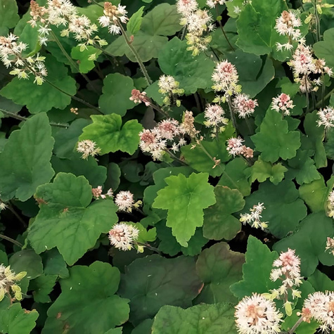 Tiarella Wherry`ego (C2)